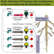 Image for article titled Re-engineering Rhizobium